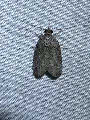 Nycteola polycyma
