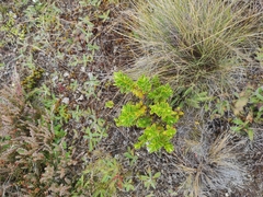 Veronica canterburiensis