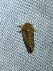 Pseudanapaea denotata