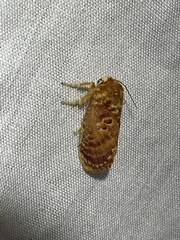 Pseudanapaea denotata