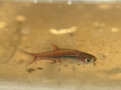Boraras urophthalmoides