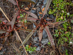 Rumex flexuosus