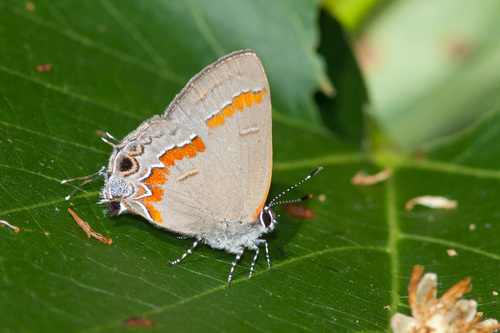 Red-banded Hairstreak, photo 5 of 10