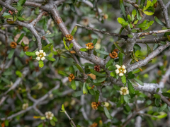 Pittosporum anomalum
