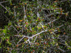 Pittosporum anomalum