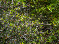 Pittosporum anomalum