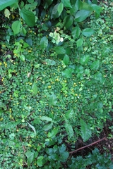 Lysimachia nummularia