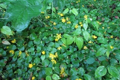 Lysimachia nummularia