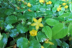 Lysimachia nummularia