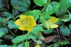Lysimachia nummularia