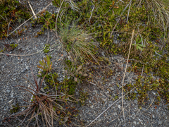 Myosotis australis