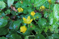 Lysimachia nummularia