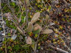 Myosotis australis