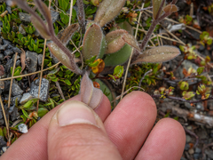 Myosotis australis