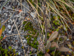 Myosotis australis