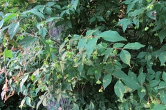 Euonymus verrucosus
