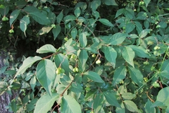 Euonymus verrucosus