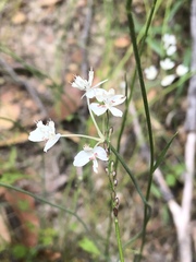 Xanthosia atkinsoniana