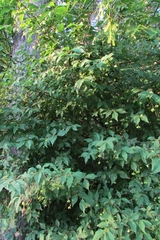 Euonymus verrucosus