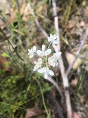 Xanthosia atkinsoniana