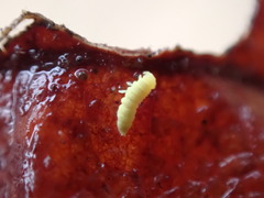 Onychiurinae