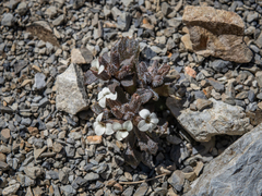 Notothlaspi rosulatum