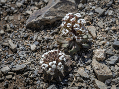 Notothlaspi rosulatum