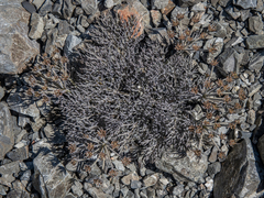 Lignocarpa diversifolia