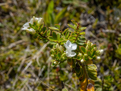 Veronica macrantha brachyphylla