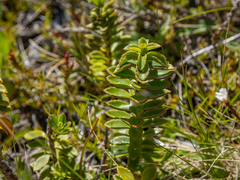 Veronica macrantha brachyphylla