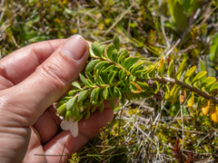 Veronica macrantha brachyphylla