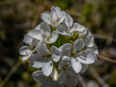 Veronica macrantha brachyphylla