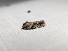 Agriophara confertella