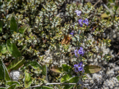 Veronica pimeleoides pimeleoides