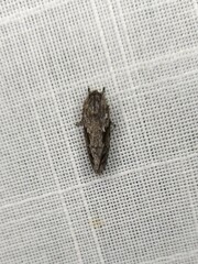 Agriophara confertella