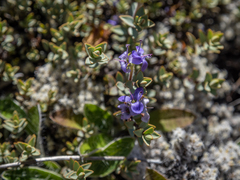 Veronica pimeleoides pimeleoides