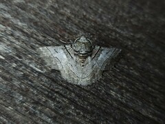 Hypobapta diffundens