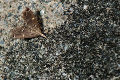 Diplopseustis perieresalis