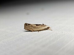 Tymbophora peltastis