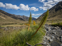 Aciphylla glaucescens