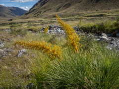 Aciphylla glaucescens