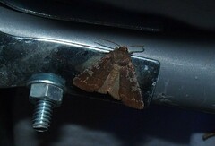 Cerastis tenebrifera