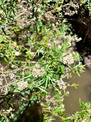 Ozothamnus ferrugineus