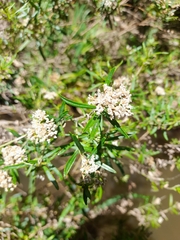 Ozothamnus ferrugineus