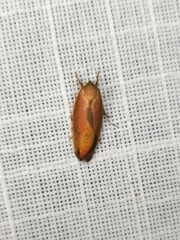 Ptyoptila matutinella