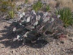 Opuntia azurea
