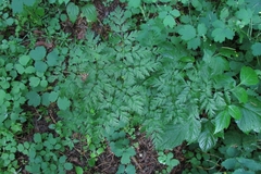 Pleurospermum uralense