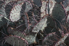 Opuntia azurea