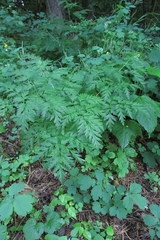 Pleurospermum uralense