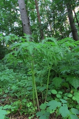Pleurospermum uralense